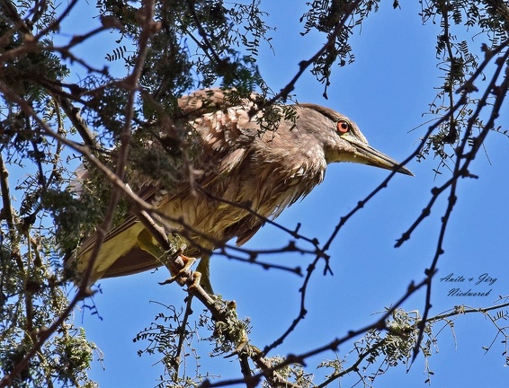 Nachtreiher (Nycticorax nycticorax)